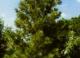 Сосна - Pinus L