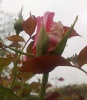 Фотография роза 1