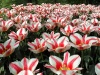 Фото цветов королевский парк Голландии 3