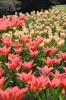 Фото цветов королевский парк Голландии 2