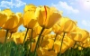 Поле желтых тюльпанов