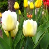 Белые тюльпаны 1